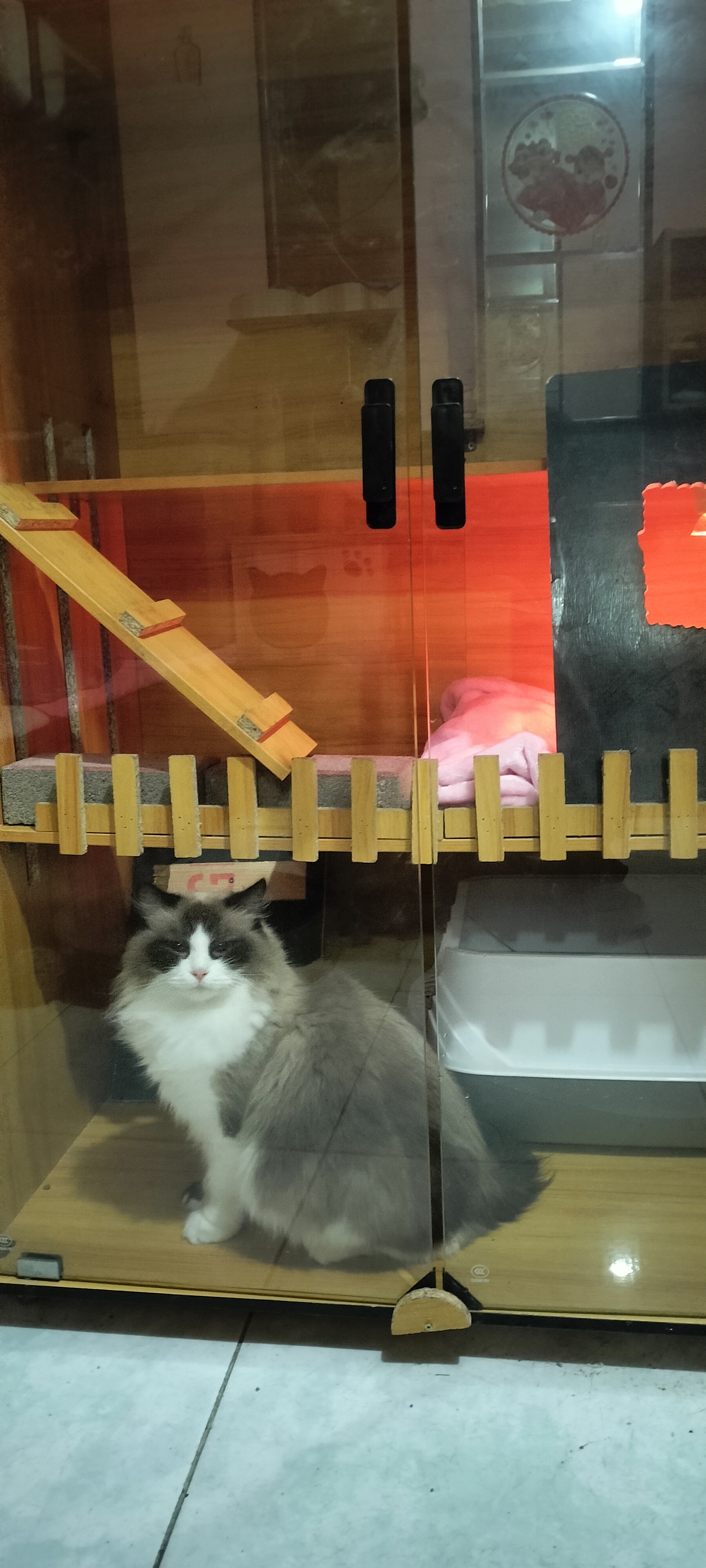 海双布偶猫
